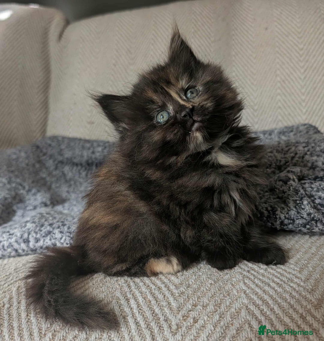 Maine Coon cats for sale: Gorgeous Maine Coon/Ragdoll Girl - Image 4