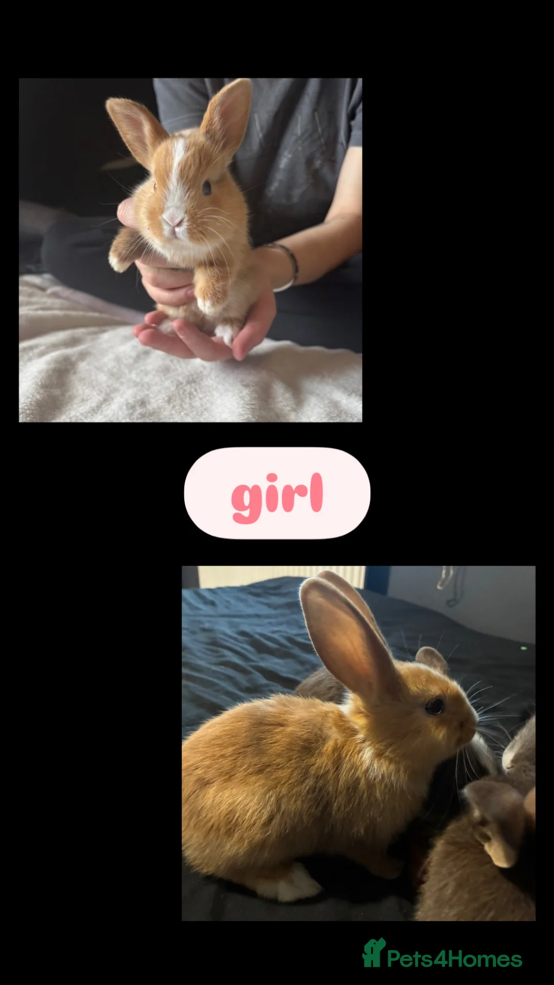 Mixed Breed rabbits for sale: Mini lop X Rex bunnies  in Wolverhampton - Advert 2