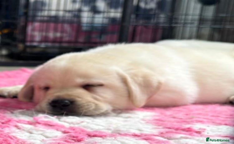 Labrador Retriever dogs - Advert 10