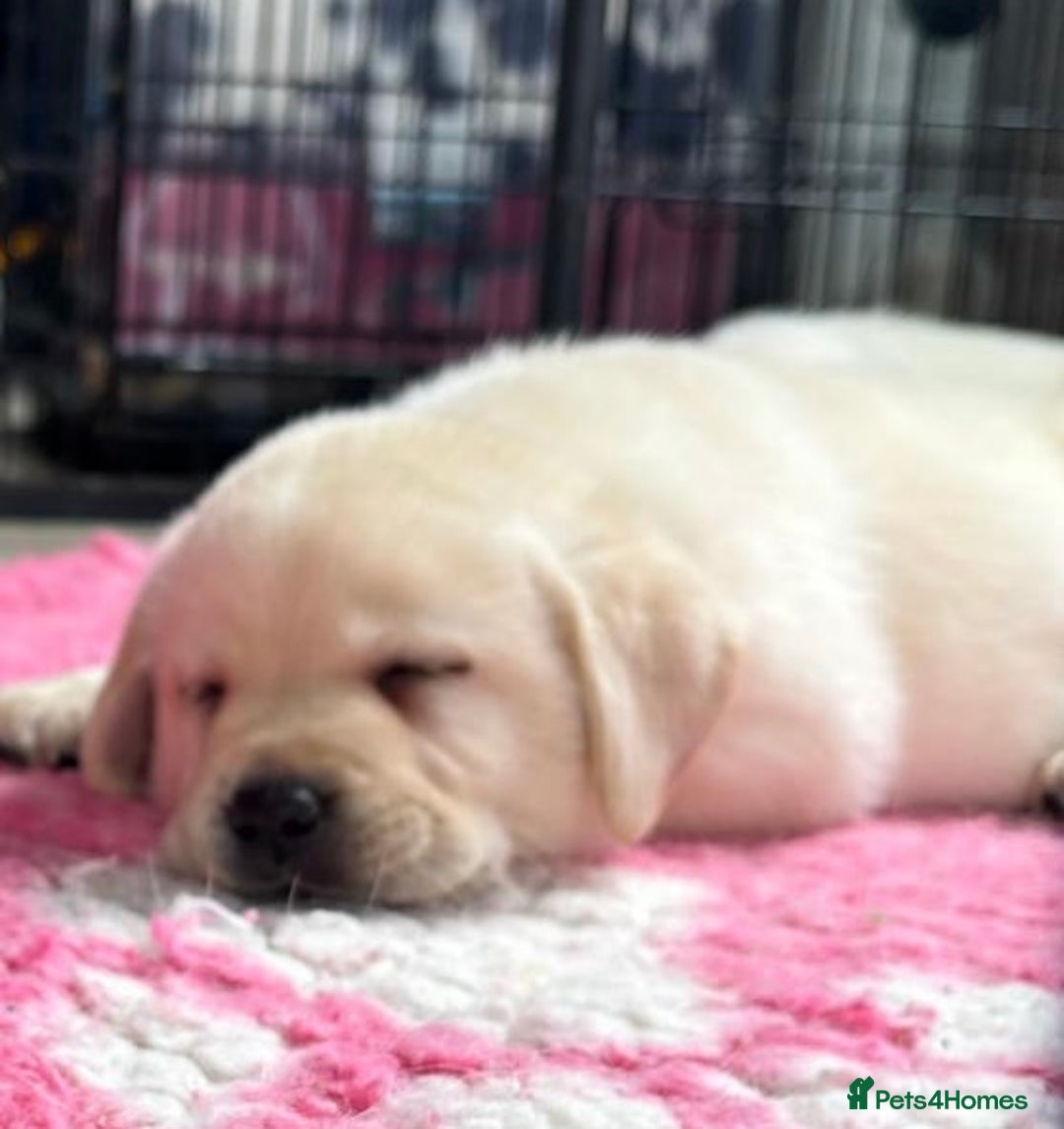 Labrador Retriever dogs for sale: Beautiful Labrador Puppies - Image 1