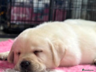 Labrador Retriever dogs - Advert 3