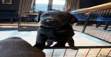 Mixed Breed dogs - Advert 16