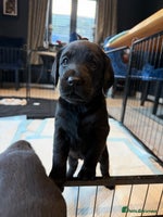 Mixed Breed dogs - Advert 1