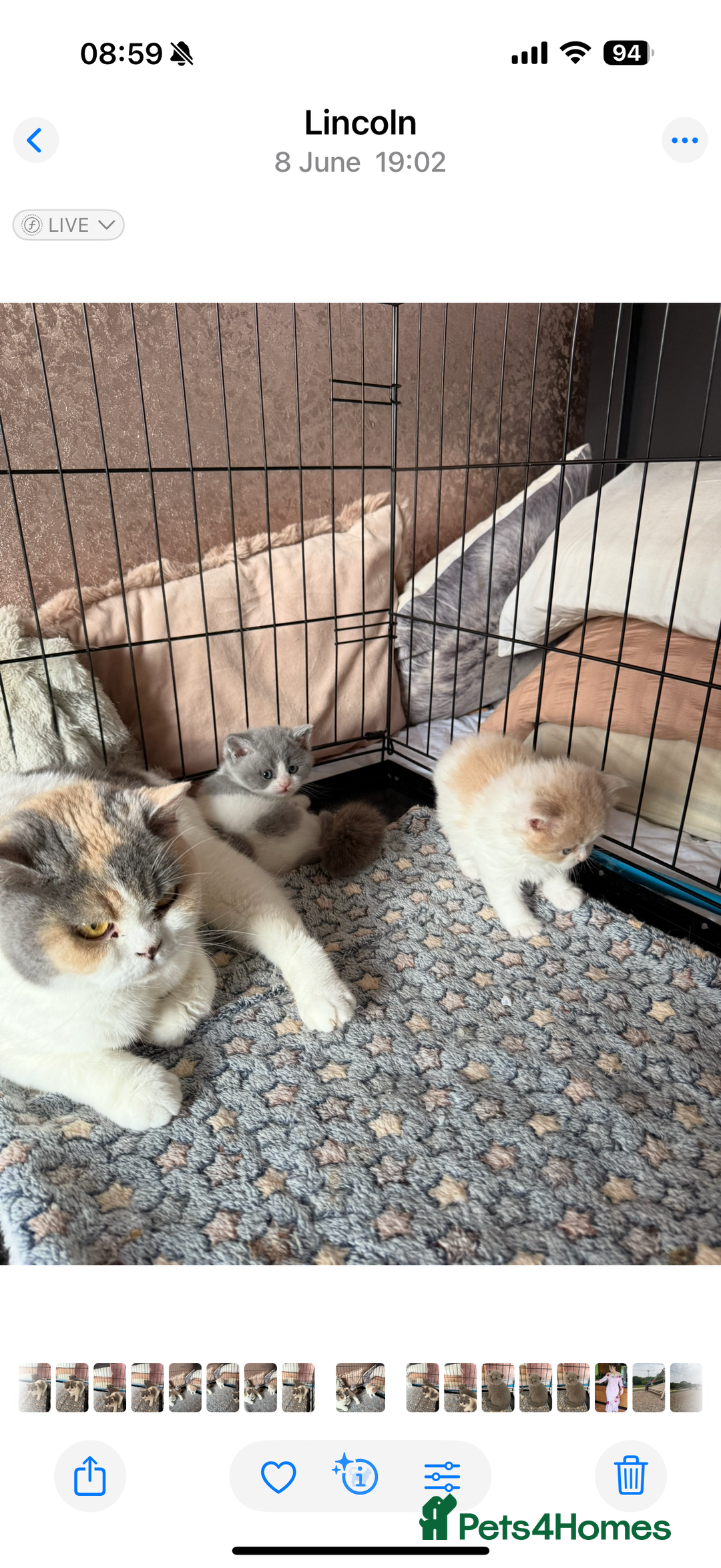 British Longhair cats for sale: Ready now . British longhair boy  - Image 8