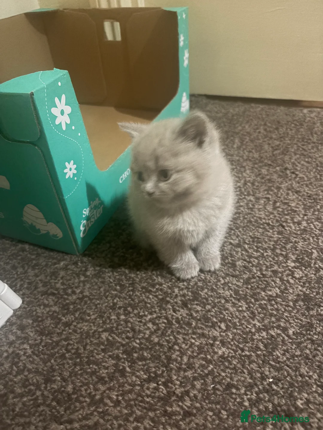 British Shorthair cats for sale: Cute and cuddly British Shorthaired kittens  - Advert 12