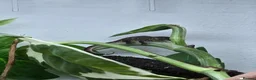 Gecko reptiles for sale: Chameleon Gecko babies  - Advert 9