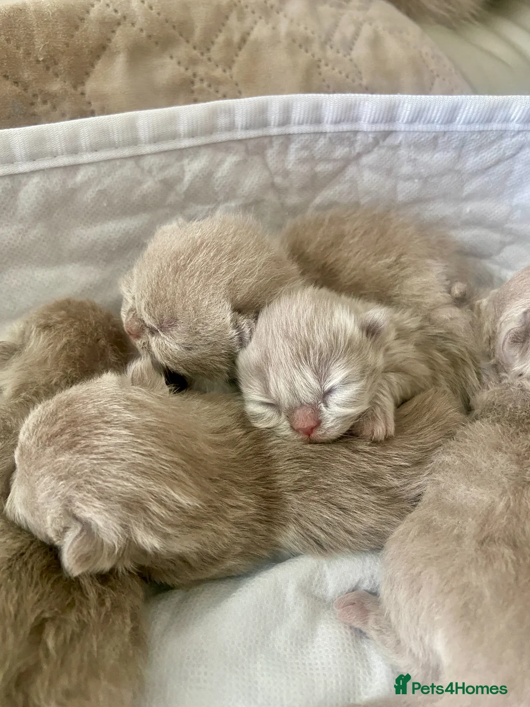 British Shorthair cats for sale: HEALTH TESTED LILAC BRITISH SHORTHAIR KITTENS - Advert 1