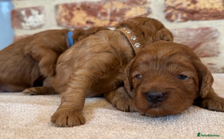 Cavapoo dogs - Advert 5