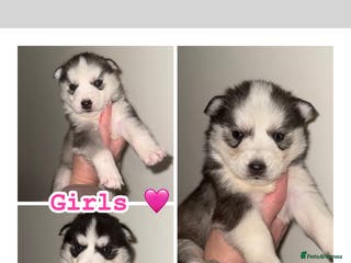 Siberian Husky dogs Stunning Siberian Husky puppies 😍 - Advert 4