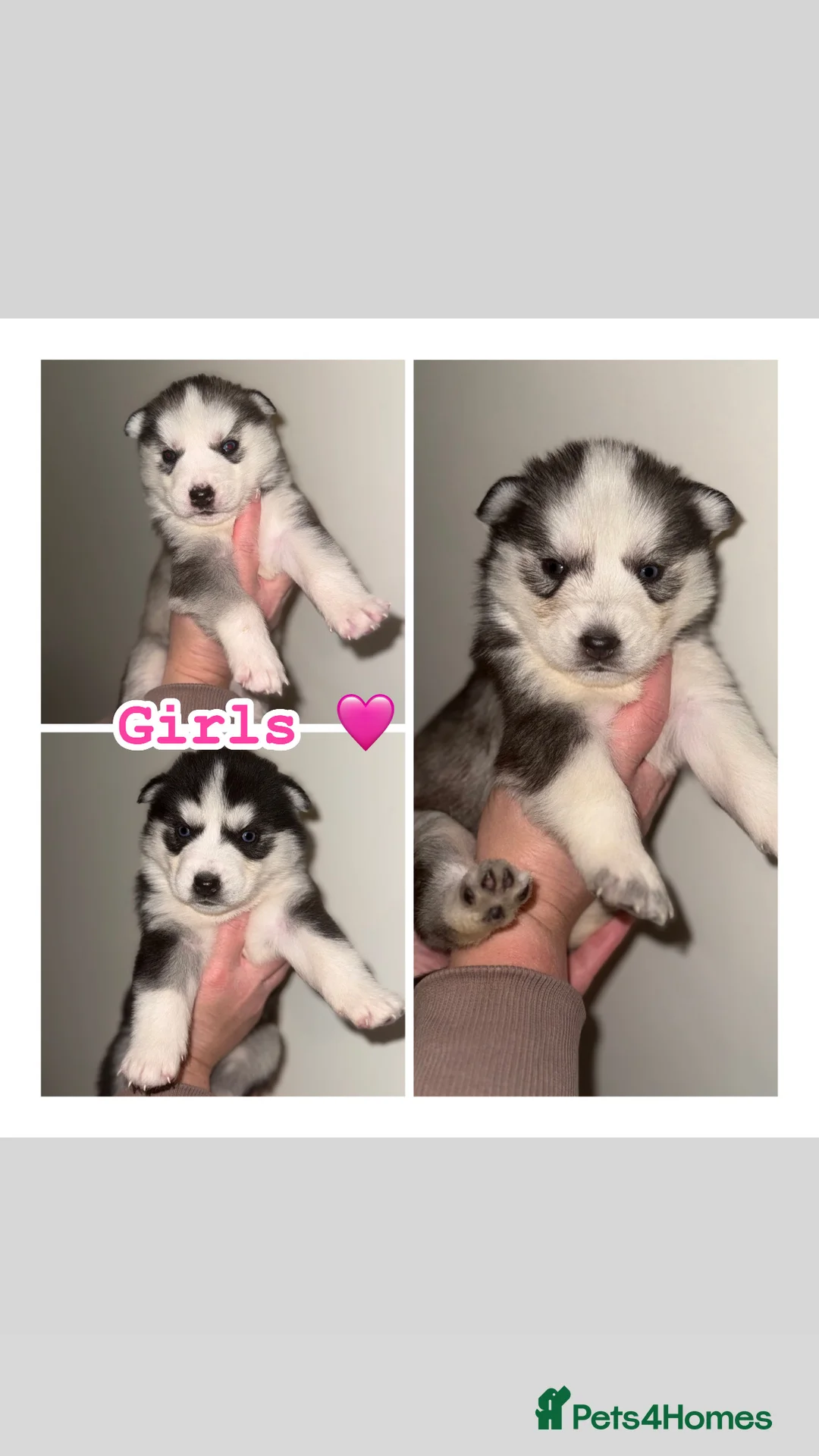 Siberian Husky dogs for sale: 3 Stunning Siberian Husky boys with blue eyes 😍 - Advert 13