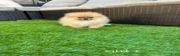 Pomeranian dogs for sale: Pure Teddy🐻Tiny🐾Outstanding 🏆 - Advert 9