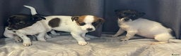 Jack Russell dogs for sale: Miniature jack Russell puppies  - Advert 2