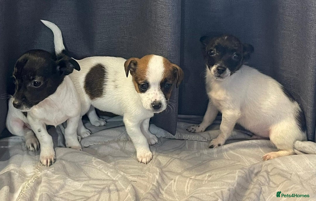 Jack Russell dogs for sale: Miniature jack Russell puppies  - Advert 2
