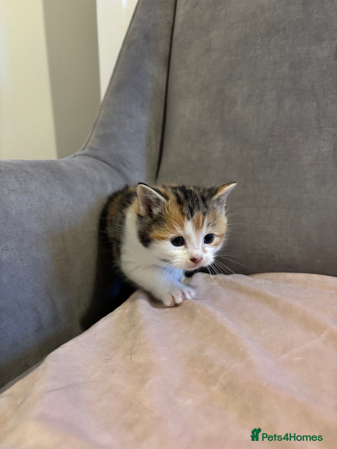 Mixed Breed cats for sale: Kittens stunning Mainecoon cross babies 🐈❤️ - Advert 8