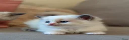 Ragdoll cats for sale: Exceptional Quality Ragdoll Kittens  - Advert 2