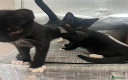 Mixed Breed cats for sale: 2 Sweet Black & White Boy Kittens (Ready to Go) - Image 18