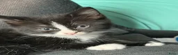 Mixed Breed cats for sale: 4 beautiful tuxedo kittens - Advert 12