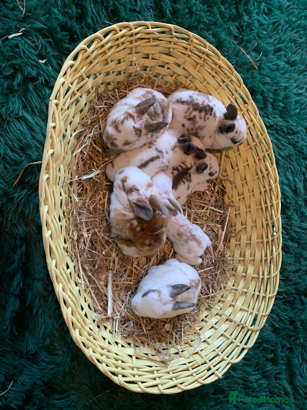 Rex rabbits for sale: Pure bred mini Rex  - Image 2