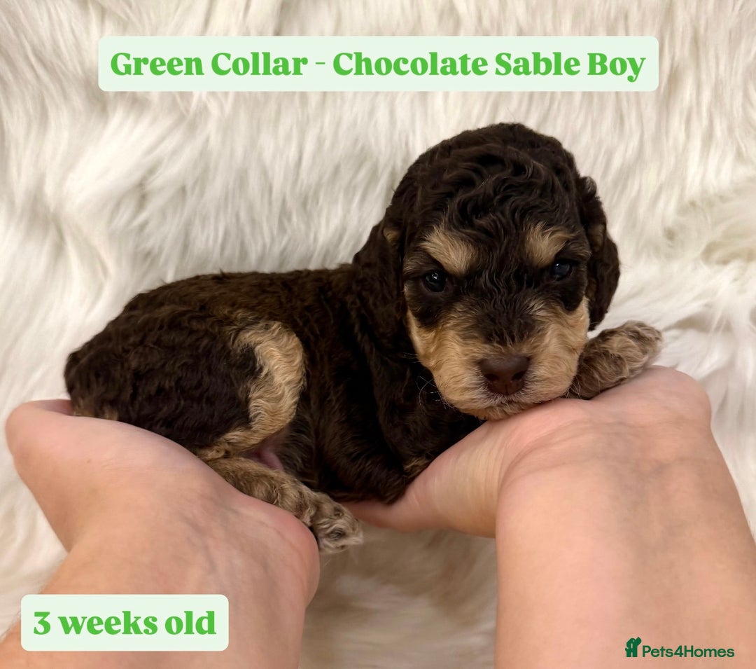 Cockapoo dogs for sale: Extensive DNA Health Tested Cockapoo Puppies 🧬 - Image 9