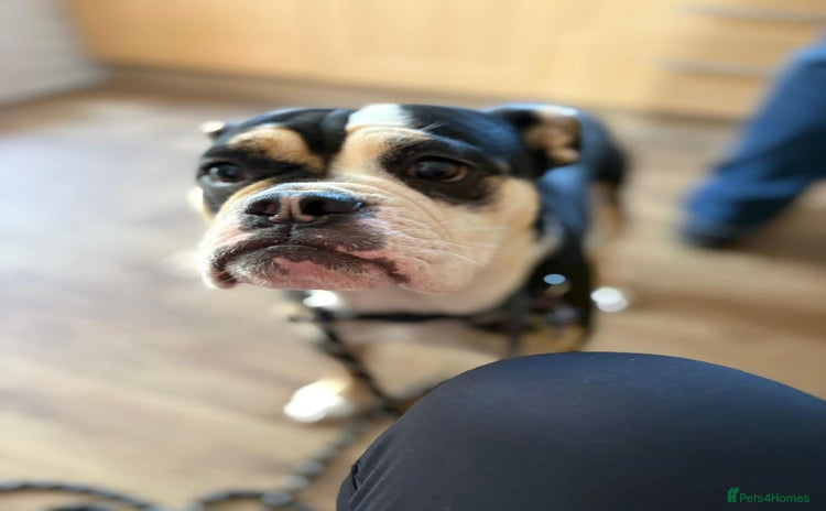 Old Tyme Bulldog dogs - Advert 1