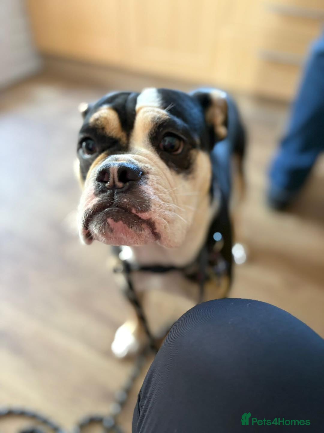 Old Tyme Bulldog dogs for adoption: Kali - Needs a foster or fva home :-) - Image 1