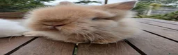Lionhead rabbits for sale: Beautiful DM Lionheads  - Advert 2