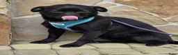 Mixed Breed dogs for adoption: ❤️🐶 MONICA – PURE AFFECTION IN A SMALL BODY in Burton-on-Trent - Advert 6