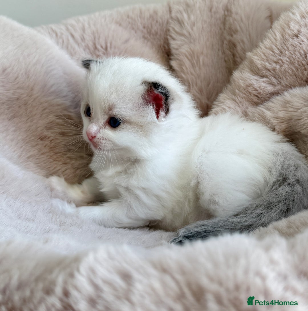 Ragdoll cats for sale: 💕 Beautiful Female Ragdoll 💕 - Advert 20