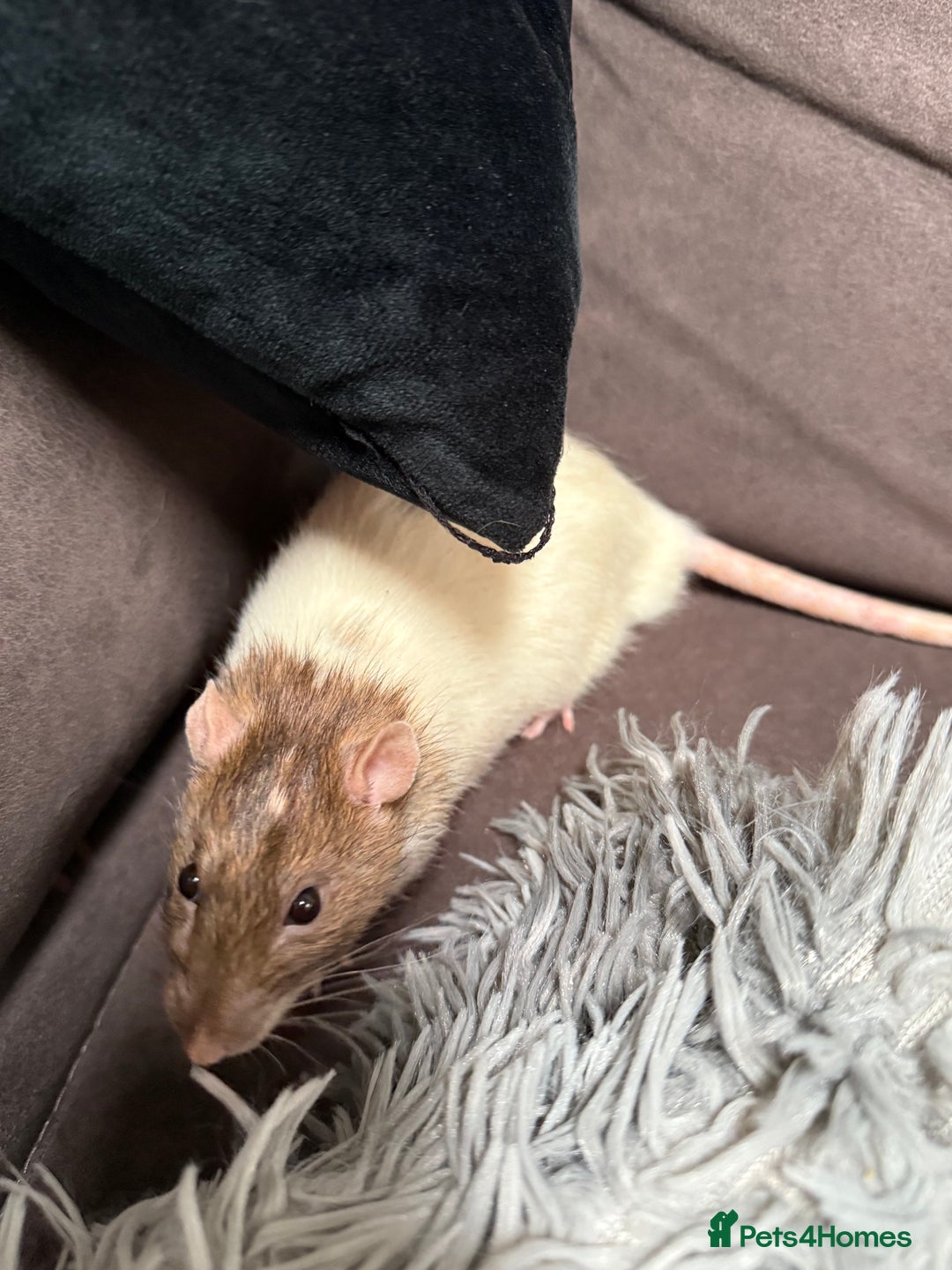 Rat rodents for sale: URGENT: two Male Rats Looking for new Forever Home - Image 3