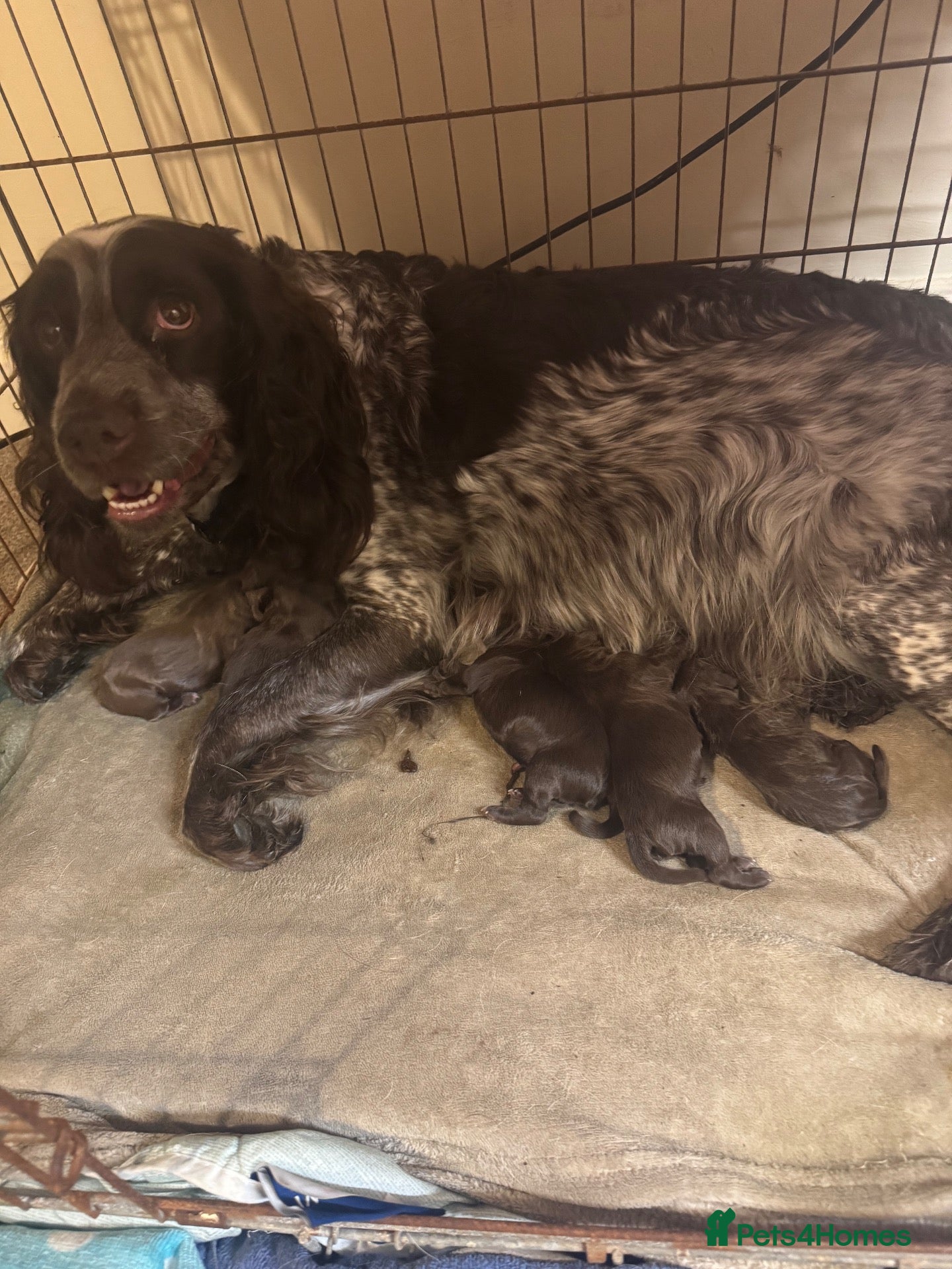 Sprocker dogs 4 Sprocker for Sale - Advert 1
