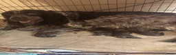 Sprocker dogs for sale: 4 Sprocker for Sale in Sheffield - Advert 1