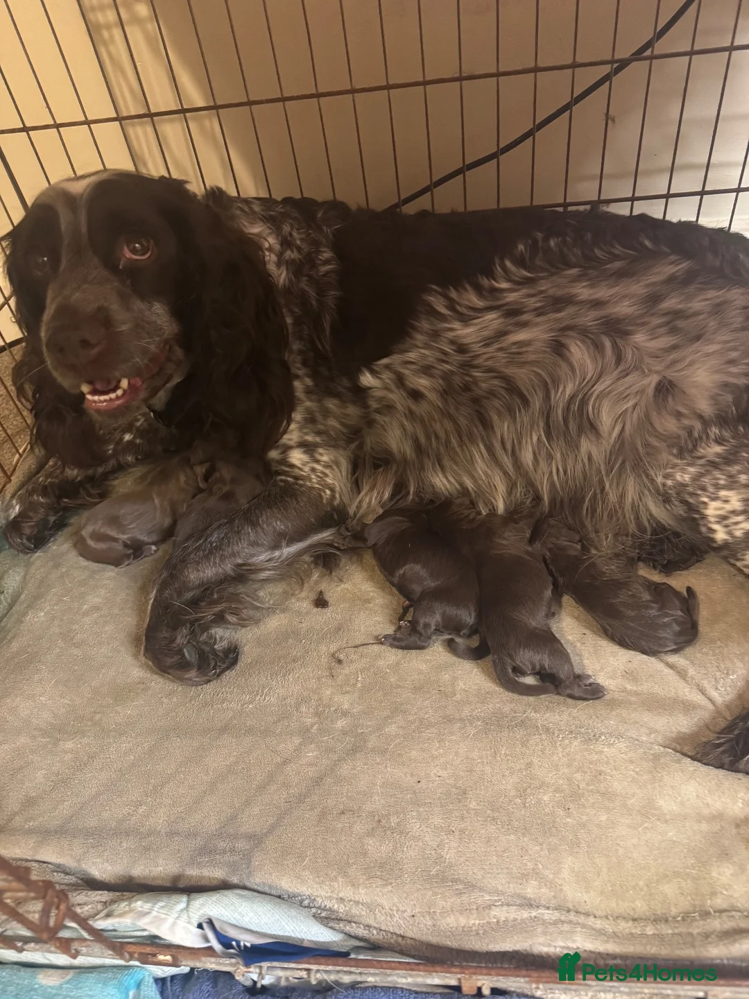 Sprocker dogs for sale: 4 Sprocker for Sale in Sheffield - Advert 1
