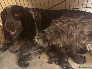 Sprocker dogs 4 Sprocker for Sale - Advert 1