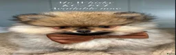 Pomeranian dogs for sale: KC Pomeranians tiny little bears 🐻 Ready Now  - Advert 13