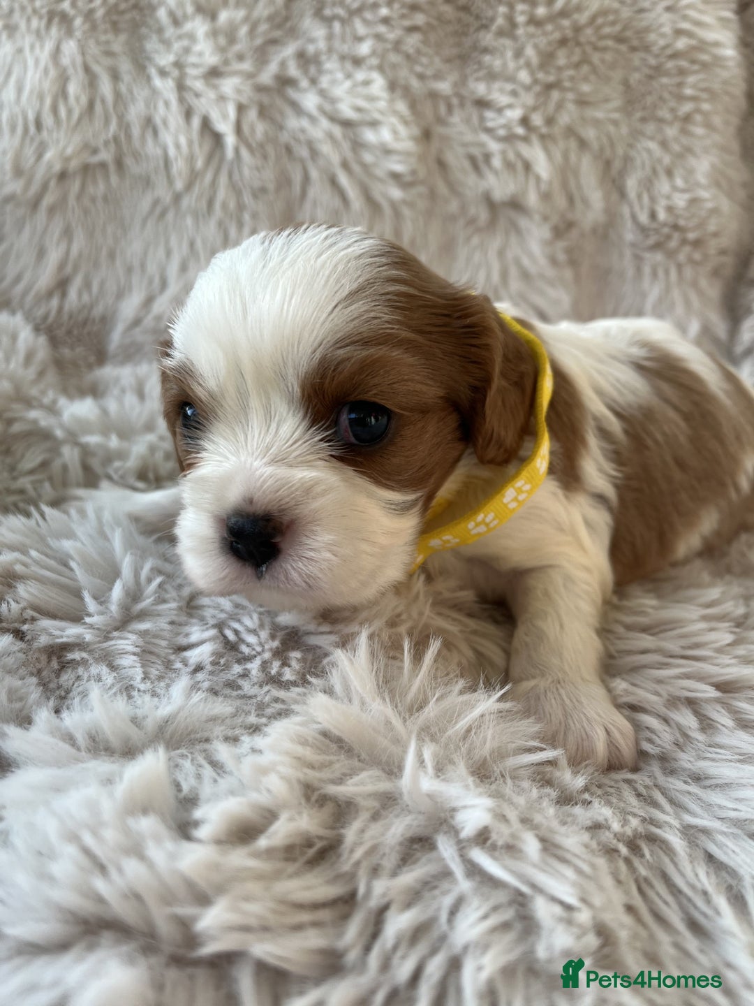 Cavalier King Charles Spaniel dogs for sale: Chocolate Carriers KC Vet Health Checked - Advert 21