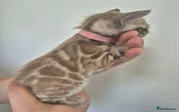 Bengal cats for sale: TICA large/clouded rosettes snow bengal kittens  - Image 18