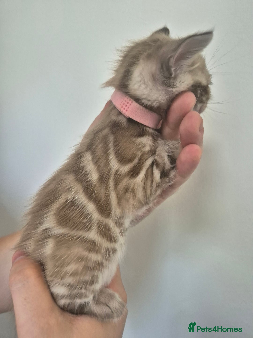 Bengal cats for sale: TICA large/clouded rosettes snow bengal kittens  - Image 18