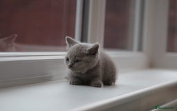 British Shorthair cats for sale: 🩶🐈🐾 Stunning BSH Kittens 🩶🐈🐾 - Image 22