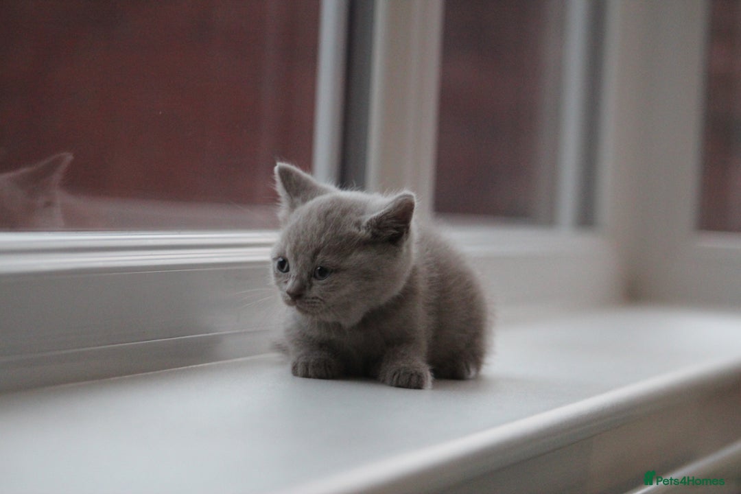 British Shorthair cats for sale: 🩶🐈🐾 Stunning BSH Kittens 🩶🐈🐾 - Image 22