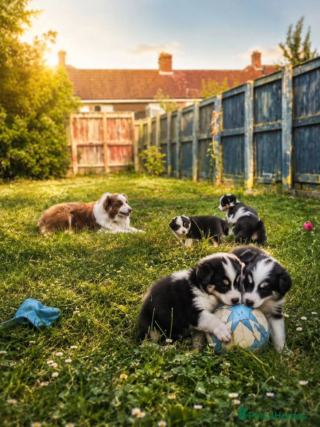 Australian Shepherd dogs for sale: 🐾 Beautiful Australian Shepherd (Aussie) Puppies  - Advert 2