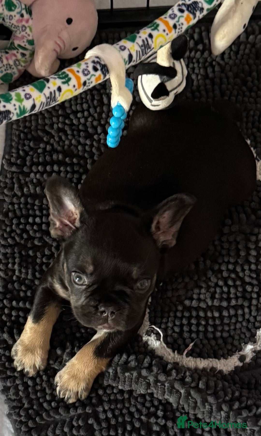 French Bulldog dogs for sale: A very very special girl - Image 6
