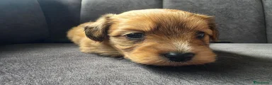 Pomapoo 2
