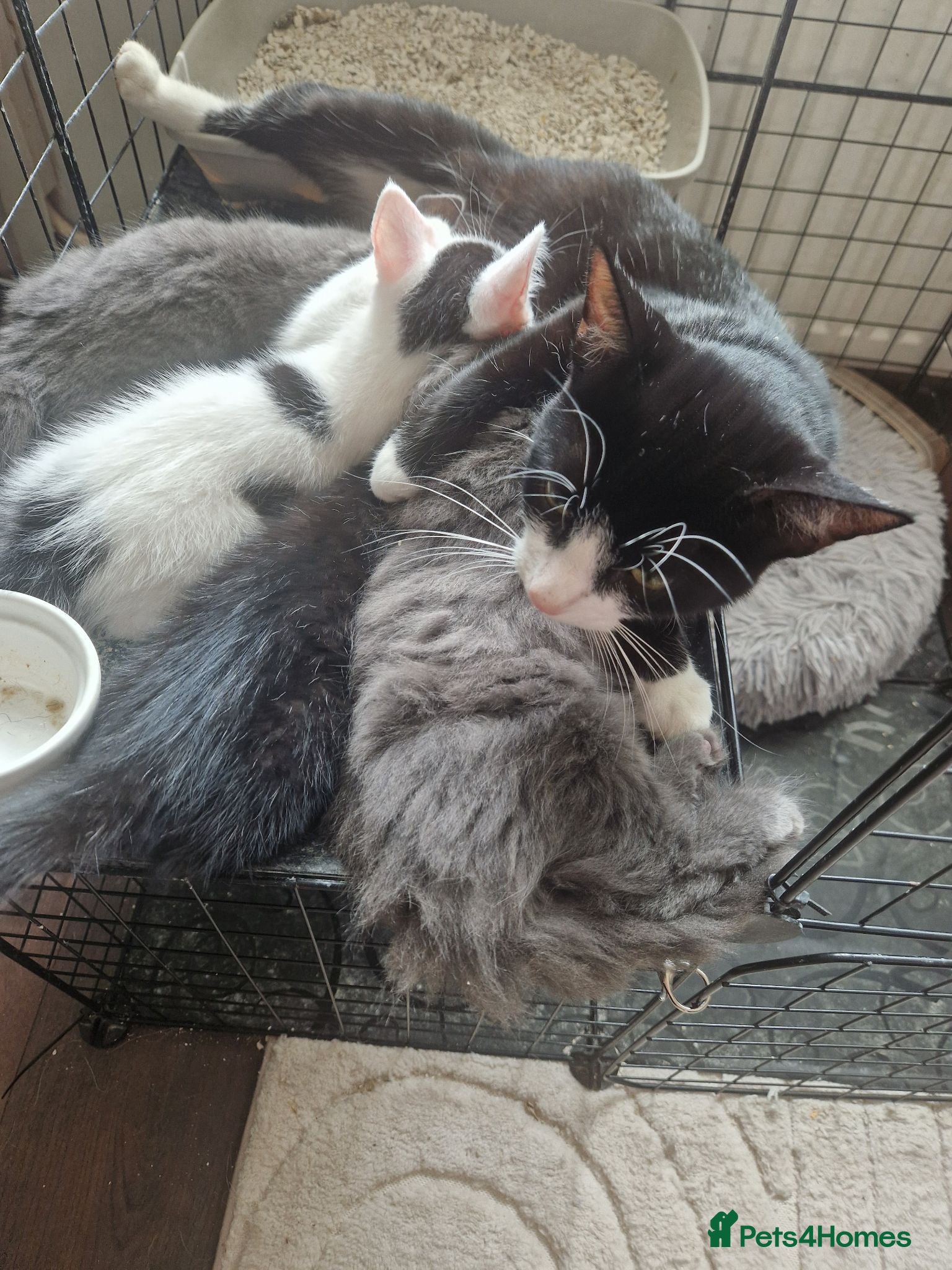 Mixed Breed cats Gorgous grey kittens - Advert 7