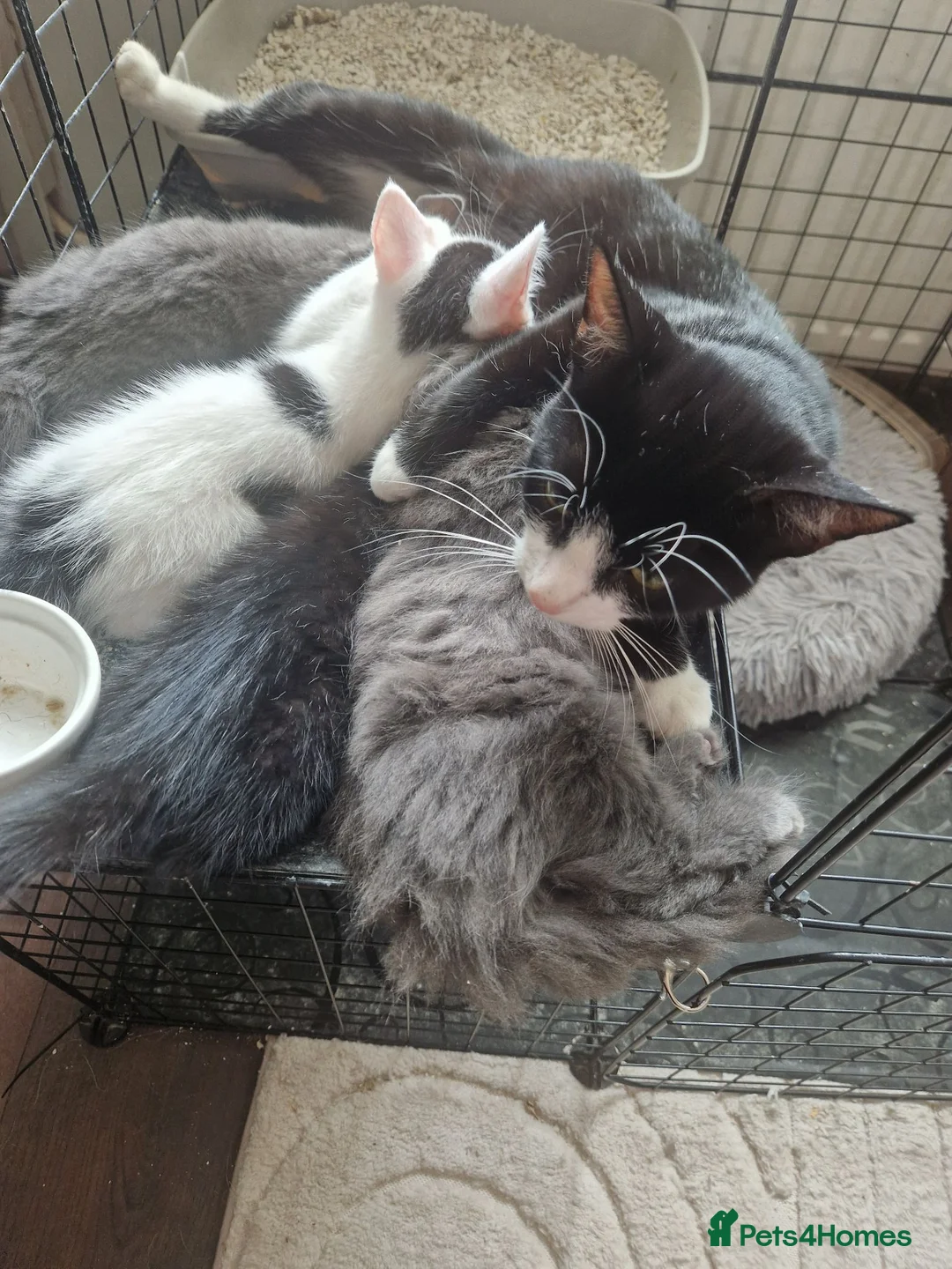 Mixed Breed cats for sale: Gorgous grey kittens - Advert 1
