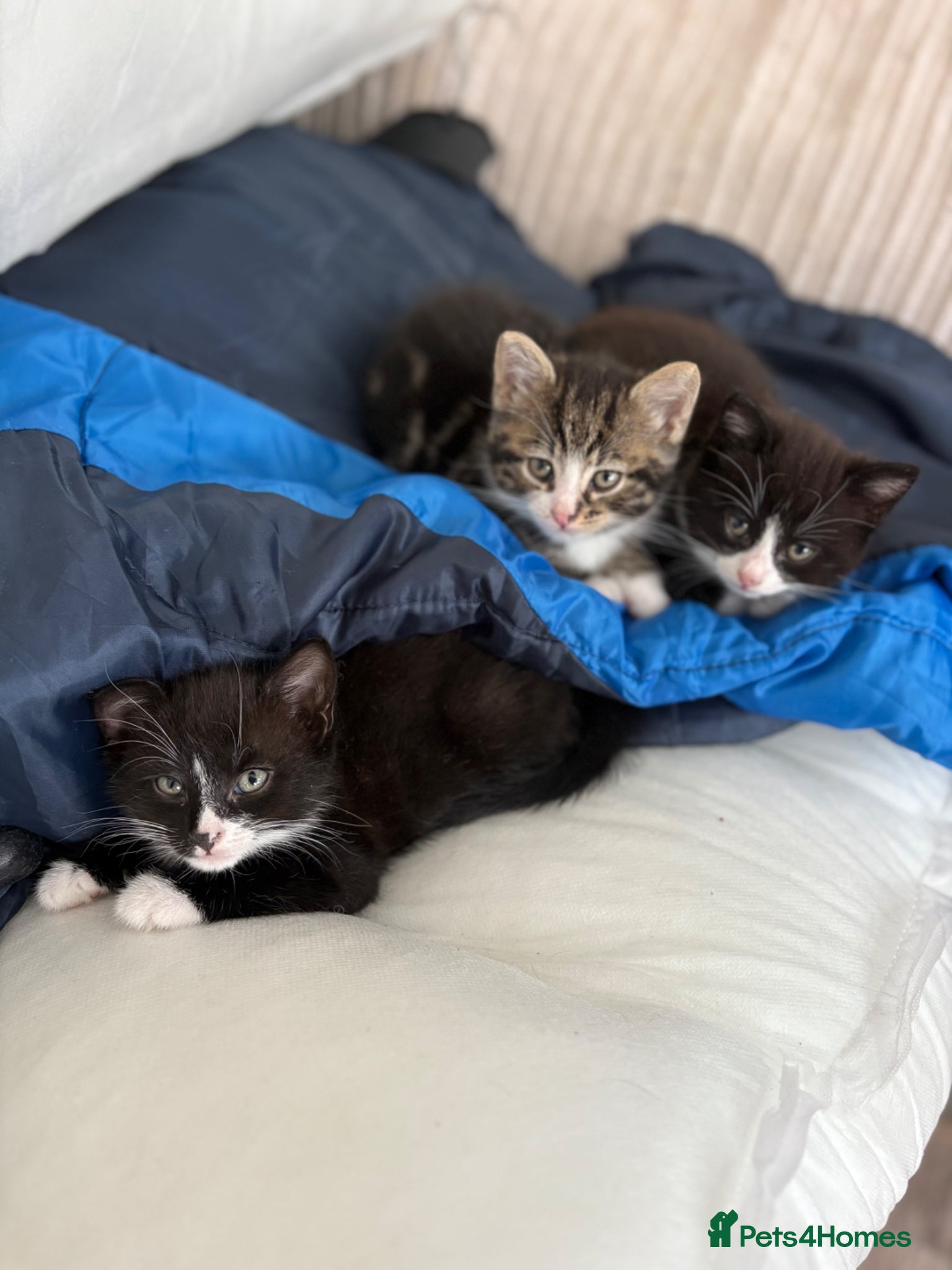 Mixed Breed cats READY NOW 🐾Black and White Kittens left 🐾 - Advert 1