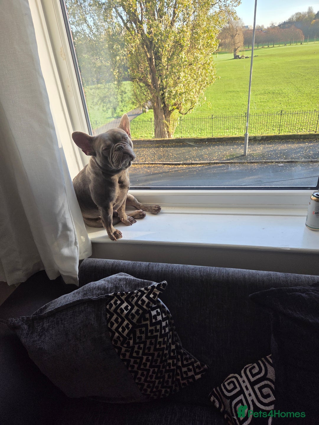 French Bulldog dogs for stud: Marlow - Advert 3