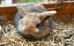 Mini Lop rabbits for sale: Lovely litter of 4 x mini lops - Image 2