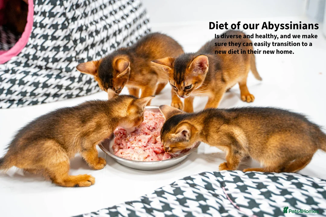 Abyssinian cats for sale: Ruddy Abyssinians Kittens-Outstanding Pedigree  - Advert 30