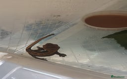 Gecko reptiles for sale: Crested geckos  - Image 3