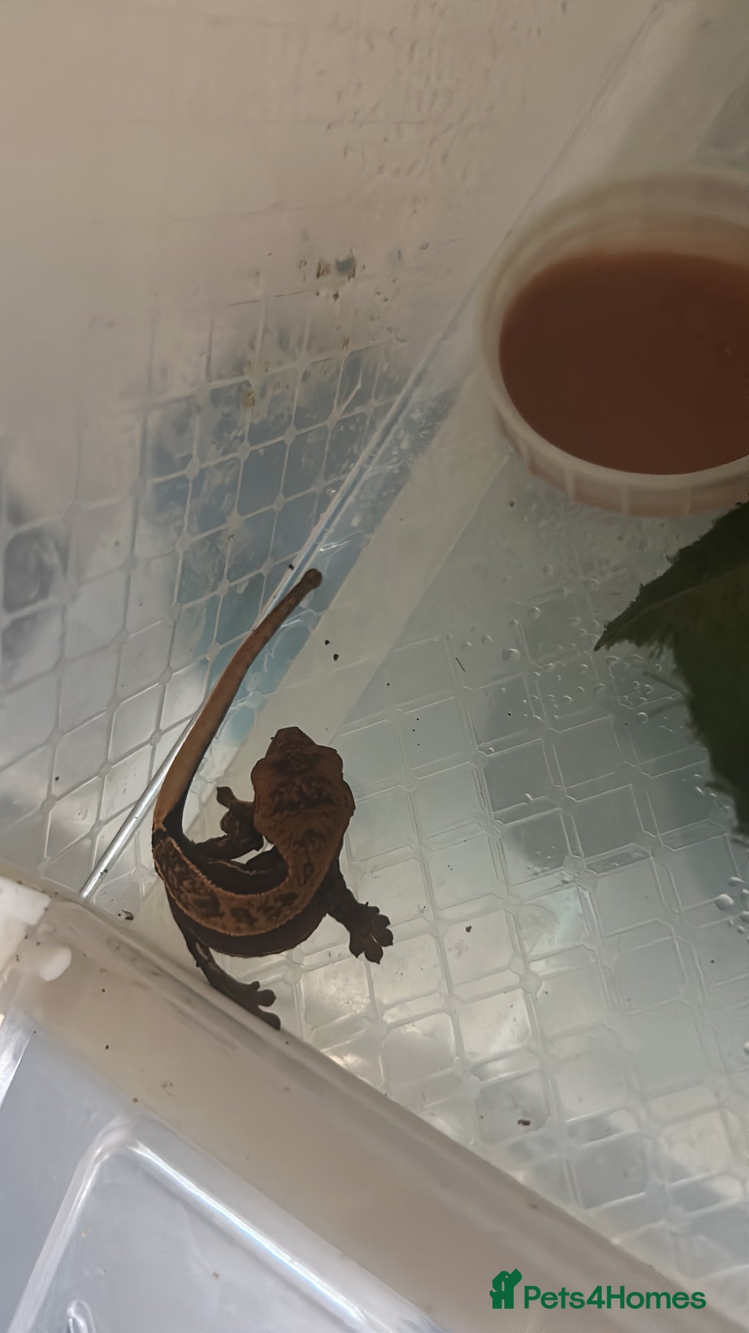 Gecko reptiles for sale: Crested geckos  - Image 3